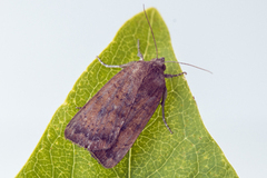 Least Yellow Underwing (Noctua interjecta)