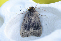 Tofarget pyramidefly (Amphipyra perflua)