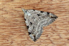 Treble-bar (Aplocera plagiata)