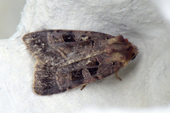 Square-spotted Clay (Xestia stigmatica)
