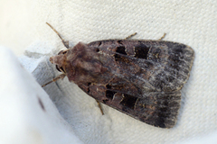 Square-spotted Clay (Xestia stigmatica)