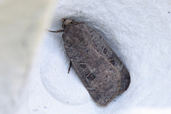 Lesser Yellow Underwing (Noctua comes)