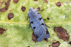 Autumnal Rustic (Eugnorisma glareosa)