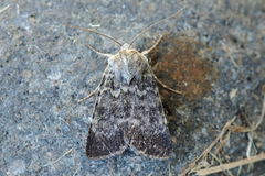Northern Rustic (Standfussiana lucernea)