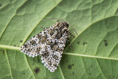 Fagerlærfly (Polymixis polymita)