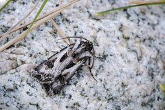 Archer's Dart (Agrotis vestigialis)