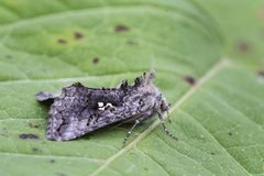 Skogmetallfly (Syngrapha interrogationis)