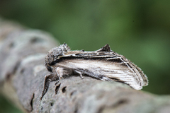 Swallow Prominent (Pheosia tremula)