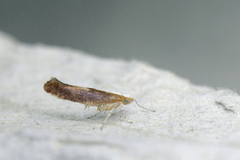 Purple Argent (Argyresthia albistria)