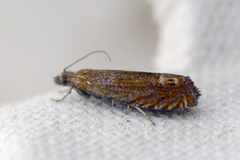 Red Piercer (Lathronympha strigana)