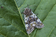 Flekkfly (Crypsedra gemmea)