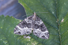 Small Phoenix (Ecliptopera silaceata)
