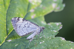 Common Marbled Carpet (Dysstroma truncata)