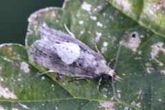 Grå kveldvikler (Epinotia brunnichana)