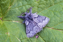 Pale Eggar (Trichiura crataegi)