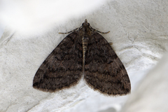 July Highflyer (Hydriomena furcata)