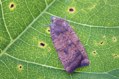 Least Yellow Underwing (Noctua interjecta)