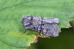 Minor Shoulder-knot (Brachylomia viminalis)