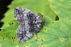 July Highflyer (Hydriomena furcata)