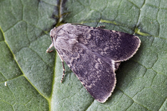 Mørkt klippefly (Standfussiana lucernea)