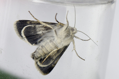 Northern Rustic (Standfussiana lucernea)