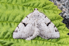 The V-Moth (Macaria wauaria)