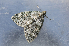 Autumn Green Carpet (Chloroclysta miata)