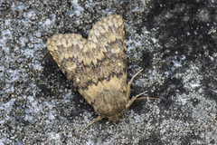 Brindled Ochre (Dasypolia templi)