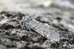 Yellow Horned (Achlya flavicornis)