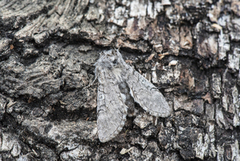 Vårhalvspinner (Achlya flavicornis)