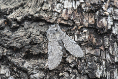 Yellow Horned (Achlya flavicornis)