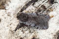 Fiolett vårfly (Cerastis rubricosa)