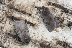 Red Chestnut (Cerastis rubricosa)