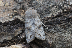 Clouded Drab (Orthosia incerta)