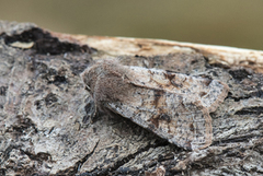 Clouded Drab (Orthosia incerta)