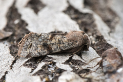 Clouded Drab (Orthosia incerta)