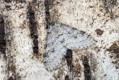 Bjørketungemåler (Trichopteryx carpinata)