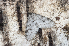 Early Tooth-striped (Trichopteryx carpinata)