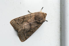 Common Quaker (Orthosia cerasi)
