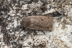 Variabelt flatfly (Conistra vaccinii)