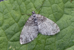 The Seraphim (Lobophora halterata)
