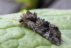 Skogengfly (Apamea illyria)