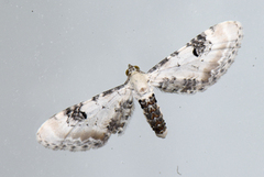 Hvit dvergmåler (Eupithecia centaureata)