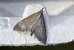 Jordengmott (Anania terrealis)