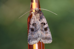 Square-spotted Clay (Xestia stigmatica)
