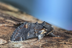 Iron Prominent (Notodonta dromedarius)
