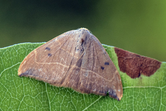 Oak Hook-tip (Watsonalla binaria)