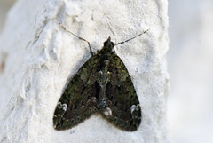 Red-green Carpet (Chloroclysta siterata)