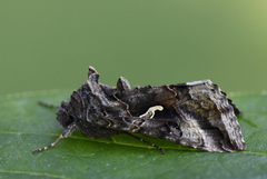 Silver Y (Autographa gamma)