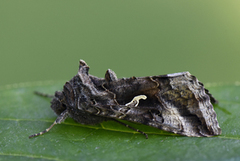 Gammafly (Autographa gamma)